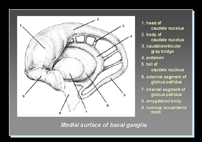 1. head of caudate nucelus 2. body of caudate nucelus 3. caudatolenticular gray bridge