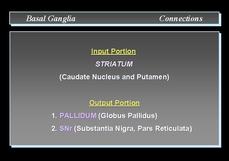 Basal Ganglia Connections Input Portion STRIATUM (Caudate Nucleus and Putamen) Output Portion 1. PALLIDUM
