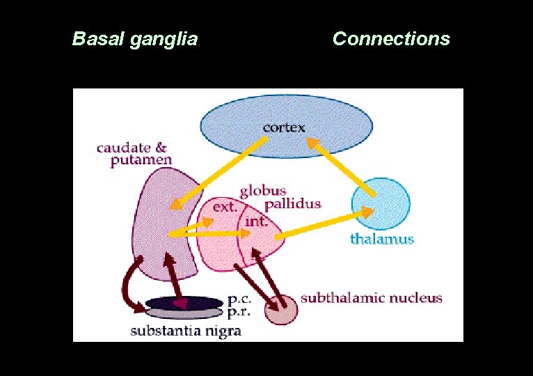 Basal ganglia Connections 