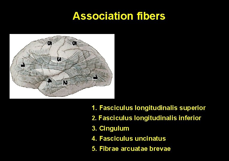 Association fibers 1. Fasciculus longitudinalis superior 2. Fasciculus longitudinalis inferior 3. Cingulum 4. Fasciculus