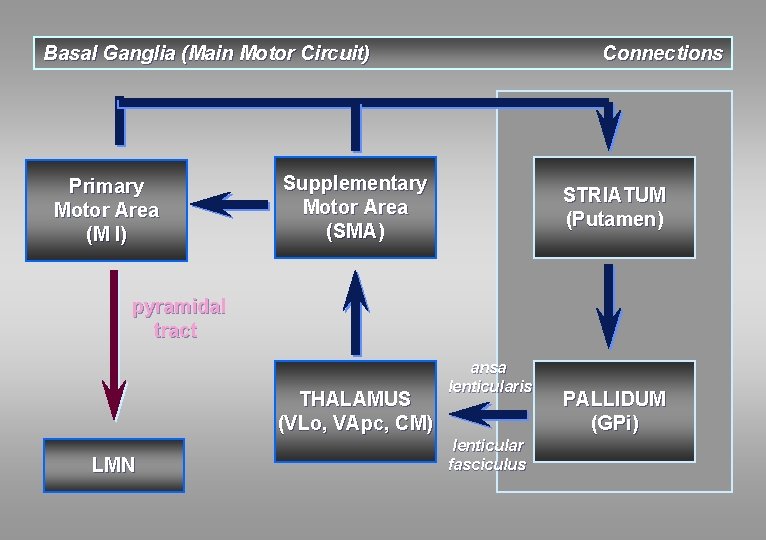 Basal Ganglia (Main Motor Circuit) Primary Motor Area (M I) Connections Supplementary Motor Area