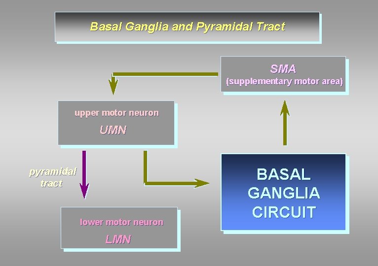Basal Ganglia and Pyramidal Tract SMA (supplementary motor area) upper motor neuron UMN pyramidal