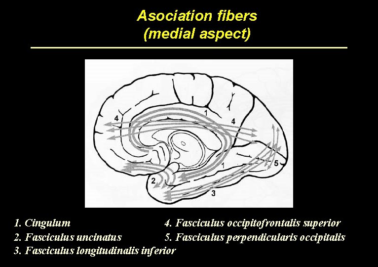 Asociation fibers (medial aspect) 1. Cingulum 4. Fasciculus occipitofrontalis superior 2. Fasciculus uncinatus 5.