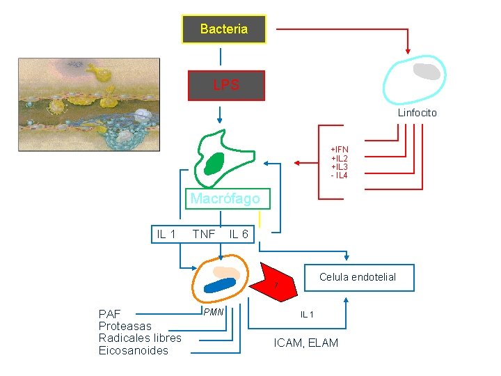 Bacteria LPS Linfocito +IFN +IL 2 +IL 3 - IL 4 Macrófago IL 1