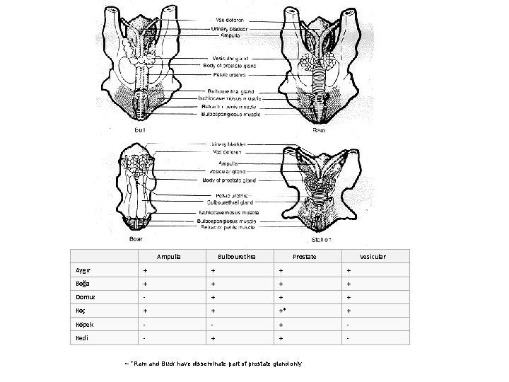 Ampulla Bulbourethra Prostate Vesicular Aygır + + Boğa + + Domuz - + +