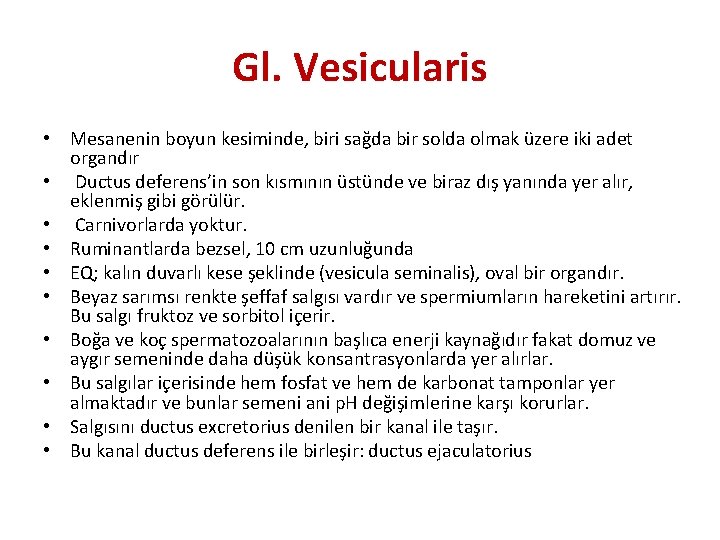 Gl. Vesicularis • Mesanenin boyun kesiminde, biri sağda bir solda olmak üzere iki adet