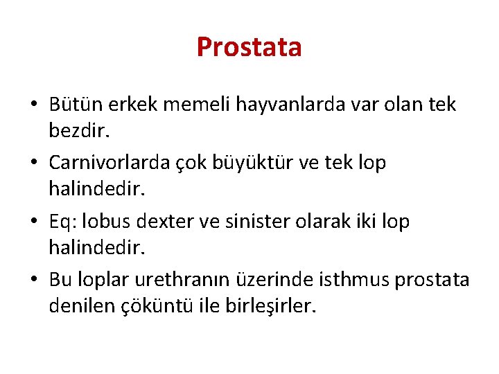 Prostata • Bütün erkek memeli hayvanlarda var olan tek bezdir. • Carnivorlarda çok büyüktür