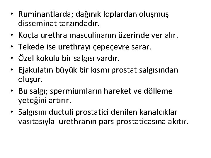  • Ruminantlarda; dağınık loplardan oluşmuş disseminat tarzındadır. • Koçta urethra masculinanın üzerinde yer