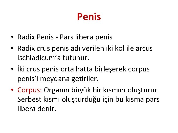 Penis • Radix Penis - Pars libera penis • Radix crus penis adı verilen