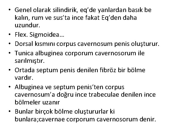  • Genel olarak silindirik, eq’de yanlardan basık be kalın, rum ve sus’ta ince