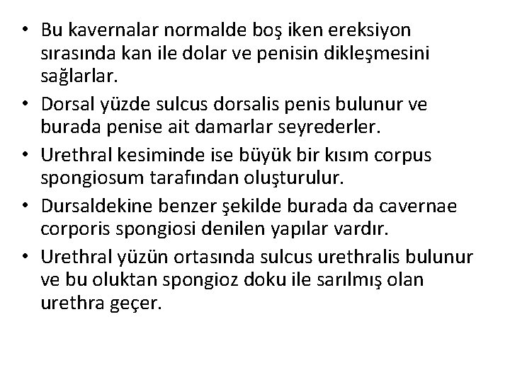  • Bu kavernalar normalde boş iken ereksiyon sırasında kan ile dolar ve penisin