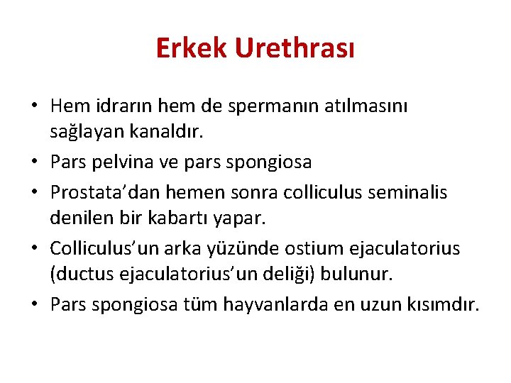 Erkek Urethrası • Hem idrarın hem de spermanın atılmasını sağlayan kanaldır. • Pars pelvina