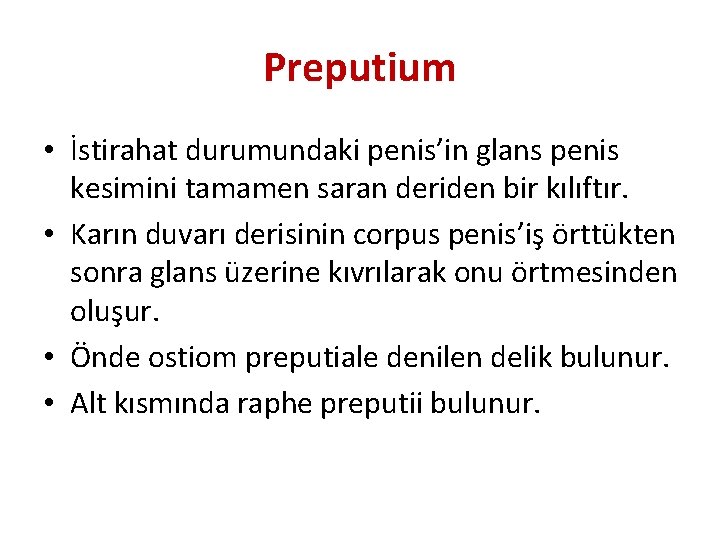 Preputium • İstirahat durumundaki penis’in glans penis kesimini tamamen saran deriden bir kılıftır. •