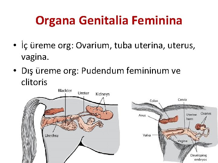 Organa Genitalia Feminina • İç üreme org: Ovarium, tuba uterina, uterus, vagina. • Dış