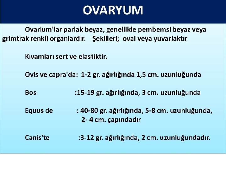 Ovarium • Dişi memelilerin genital bezidir • Testislerin karşılığıdır. • Parlak, beyaz yada pembemsi