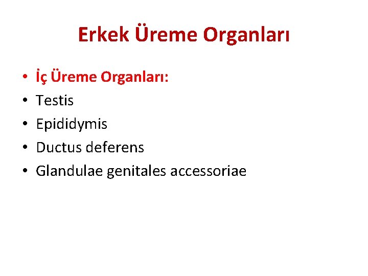Erkek Üreme Organları • • • İç Üreme Organları: Testis Epididymis Ductus deferens Glandulae