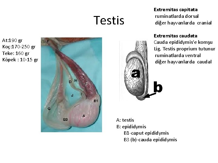 Testis At: 190 gr Koç: 170 -250 gr Teke: 160 gr Köpek : 10