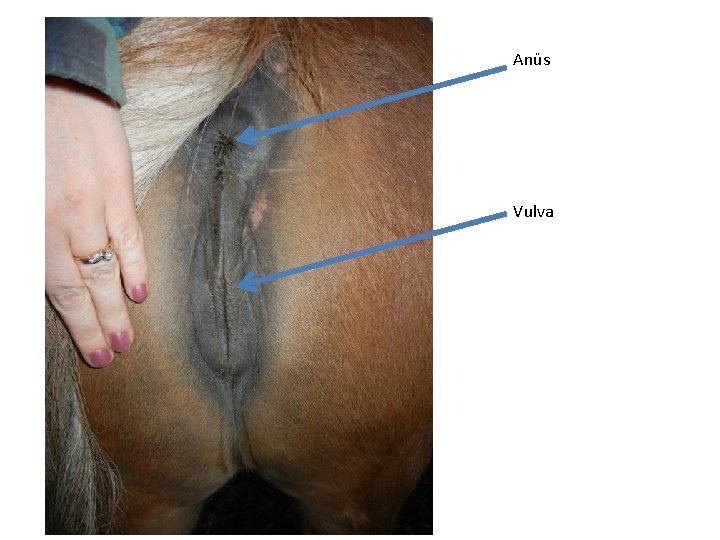 Anüs Vulva 