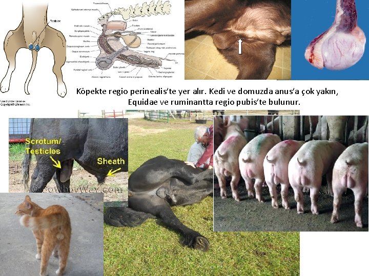 Köpekte regio perinealis’te yer alır. Kedi ve domuzda anus’a çok yakın, Equidae ve ruminantta