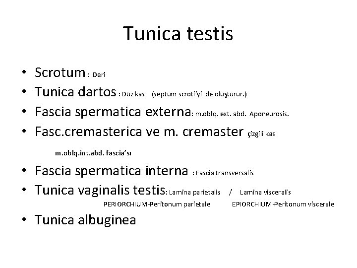 Tunica testis • • Scrotum : Deri Tunica dartos : Düz kas (septum scroti’yi