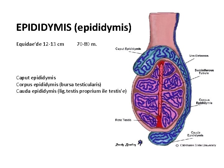 EPIDIDYMIS (epididymis) Equidae’de 12 -13 cm 70 -80 m. Caput epididymis Corpus epididymis (bursa