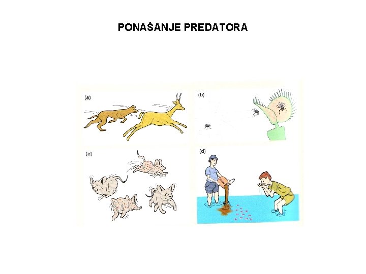 PONAŠANJE PREDATORA 