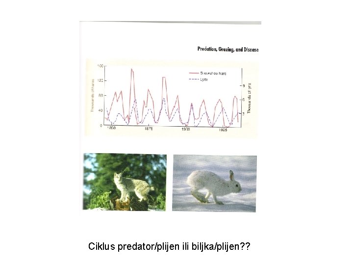 Ciklus predator/plijen ili biljka/plijen? ? 