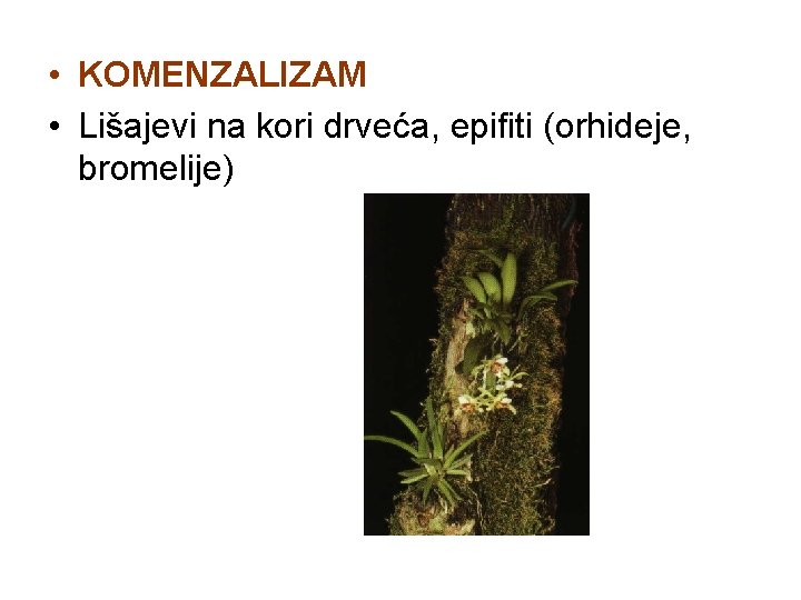  • KOMENZALIZAM • Lišajevi na kori drveća, epifiti (orhideje, bromelije) 