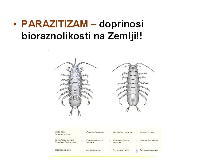  • PARAZITIZAM – doprinosi bioraznolikosti na Zemlji!! 