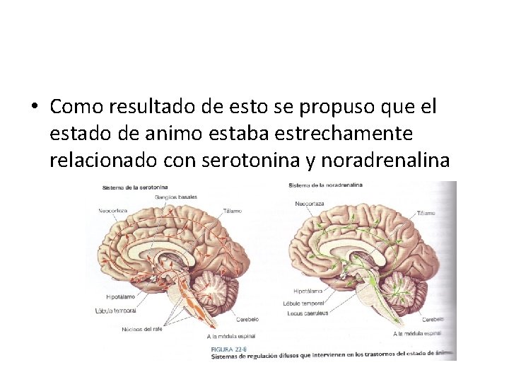  • Como resultado de esto se propuso que el estado de animo estaba