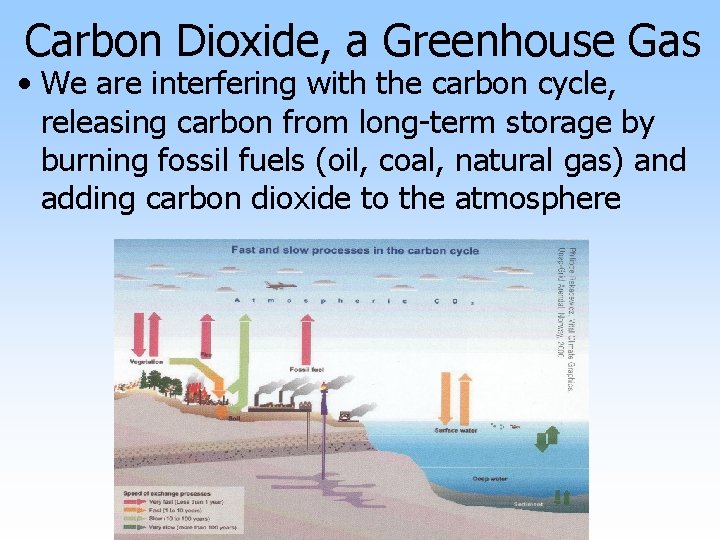 Carbon Dioxide, a Greenhouse Gas • We are interfering with the carbon cycle, releasing