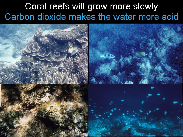 Coral reefs will grow more slowly Carbon dioxide makes the water more acid 