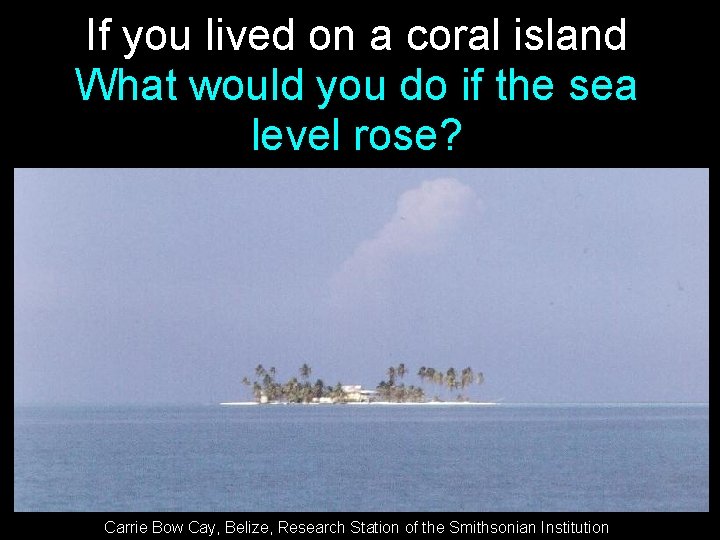 If you lived on a coral island What would you do if the sea