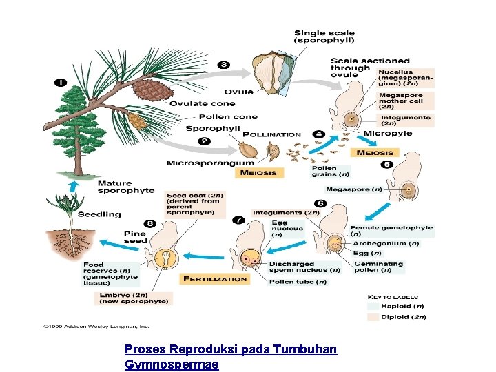 Proses Reproduksi pada Tumbuhan Gymnospermae 