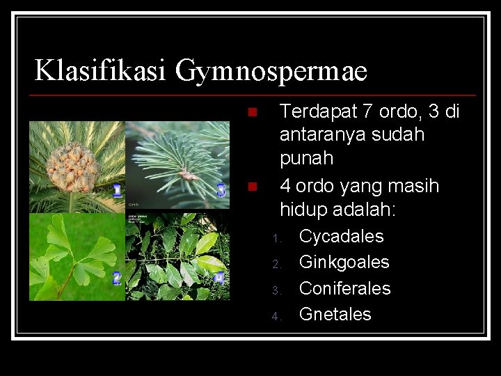 Klasifikasi Gymnospermae n n Terdapat 7 ordo, 3 di antaranya sudah punah 4 ordo