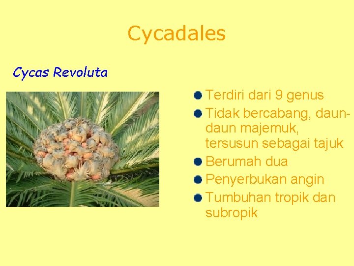 Cycadales Cycas Revoluta Terdiri dari 9 genus Tidak bercabang, daun majemuk, tersusun sebagai tajuk