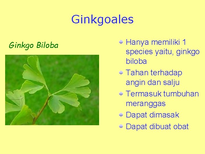 Ginkgoales Ginkgo Biloba Hanya memiliki 1 species yaitu, ginkgo biloba Tahan terhadap angin dan