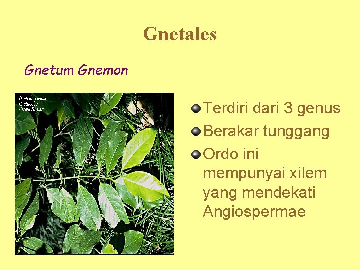 Gnetales Gnetum Gnemon Terdiri dari 3 genus Berakar tunggang Ordo ini mempunyai xilem yang