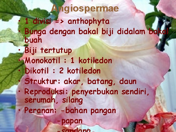 Angiospermae • 1 divisi => anthophyta • Bunga dengan bakal biji didalam bakal buah
