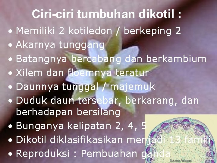 Ciri-ciri tumbuhan dikotil : • Memiliki 2 kotiledon / berkeping 2 • Akarnya tunggang