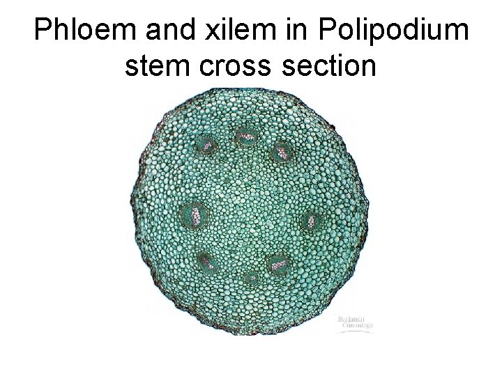 Phloem and xilem in Polipodium stem cross section 