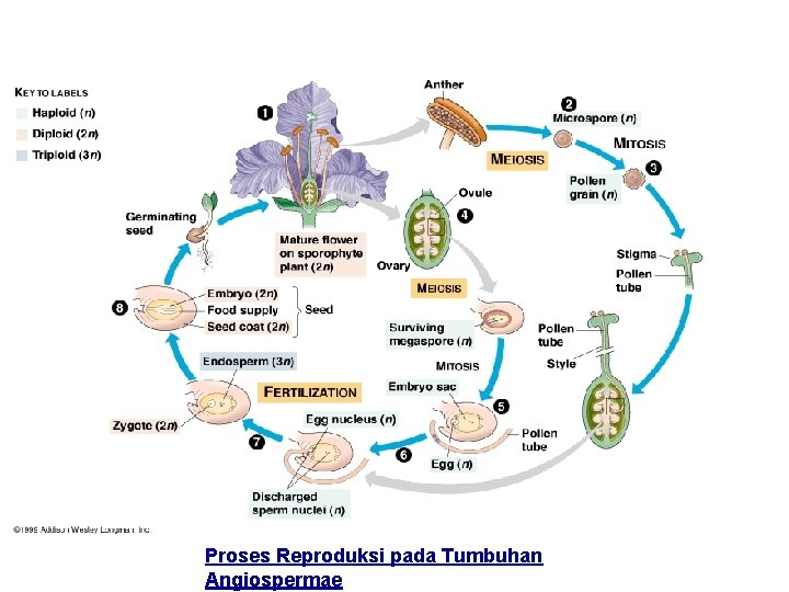 Proses Reproduksi pada Tumbuhan Angiospermae 