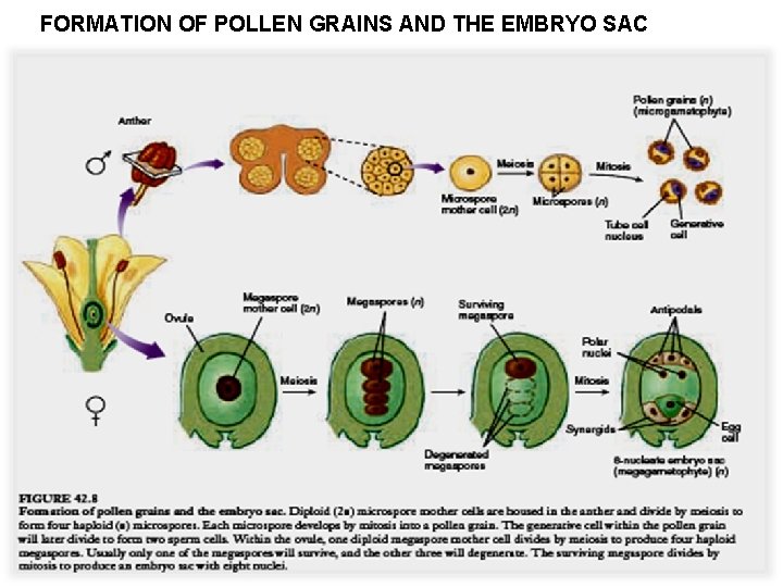 FORMATION OF POLLEN GRAINS AND THE EMBRYO SAC 