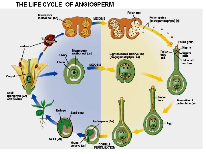 THE LIFE CYCLE OF ANGIOSPERM 