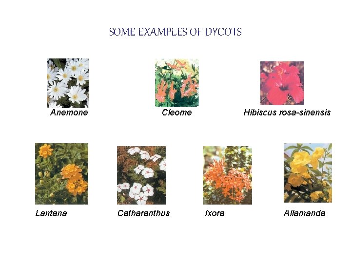 SOME EXAMPLES OF DYCOTS Anemone Lantana Cleome Catharanthus Hibiscus rosa-sinensis Ixora Allamanda 