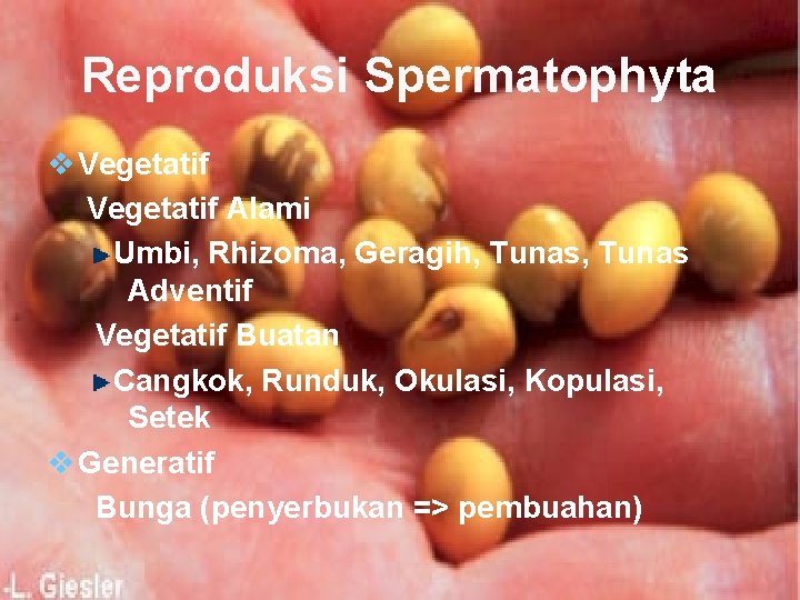 Reproduksi Spermatophyta v Vegetatif Alami Umbi, Rhizoma, Geragih, Tunas Adventif Vegetatif Buatan Cangkok, Runduk,