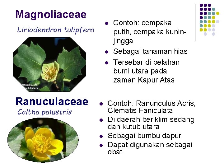 Magnoliaceae l Liriodendron tulipfera l l Ranuculaceae Caltha palustris l l Contoh: cempaka putih,
