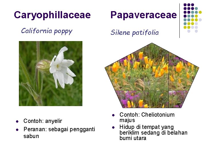 Caryophillaceae California poppy Papaveraceae Silene patifolia l l l Contoh: anyelir Peranan: sebagai pengganti