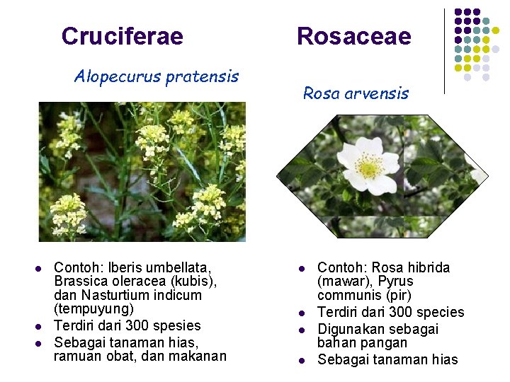 Cruciferae Alopecurus pratensis l l l Contoh: Iberis umbellata, Brassica oleracea (kubis), dan Nasturtium