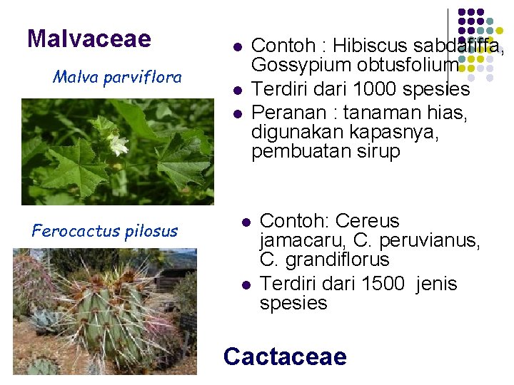 Malvaceae Malva parviflora l l l Ferocactus pilosus l l Contoh : Hibiscus sabdafiffa,